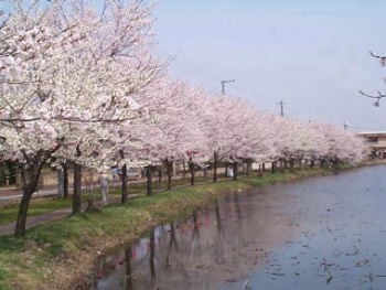 高田公園桜