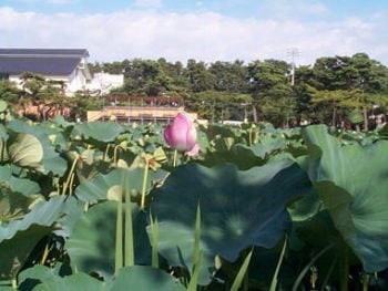 高田公園はす