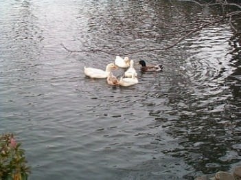 高田公園堀に遊ぶ鳥